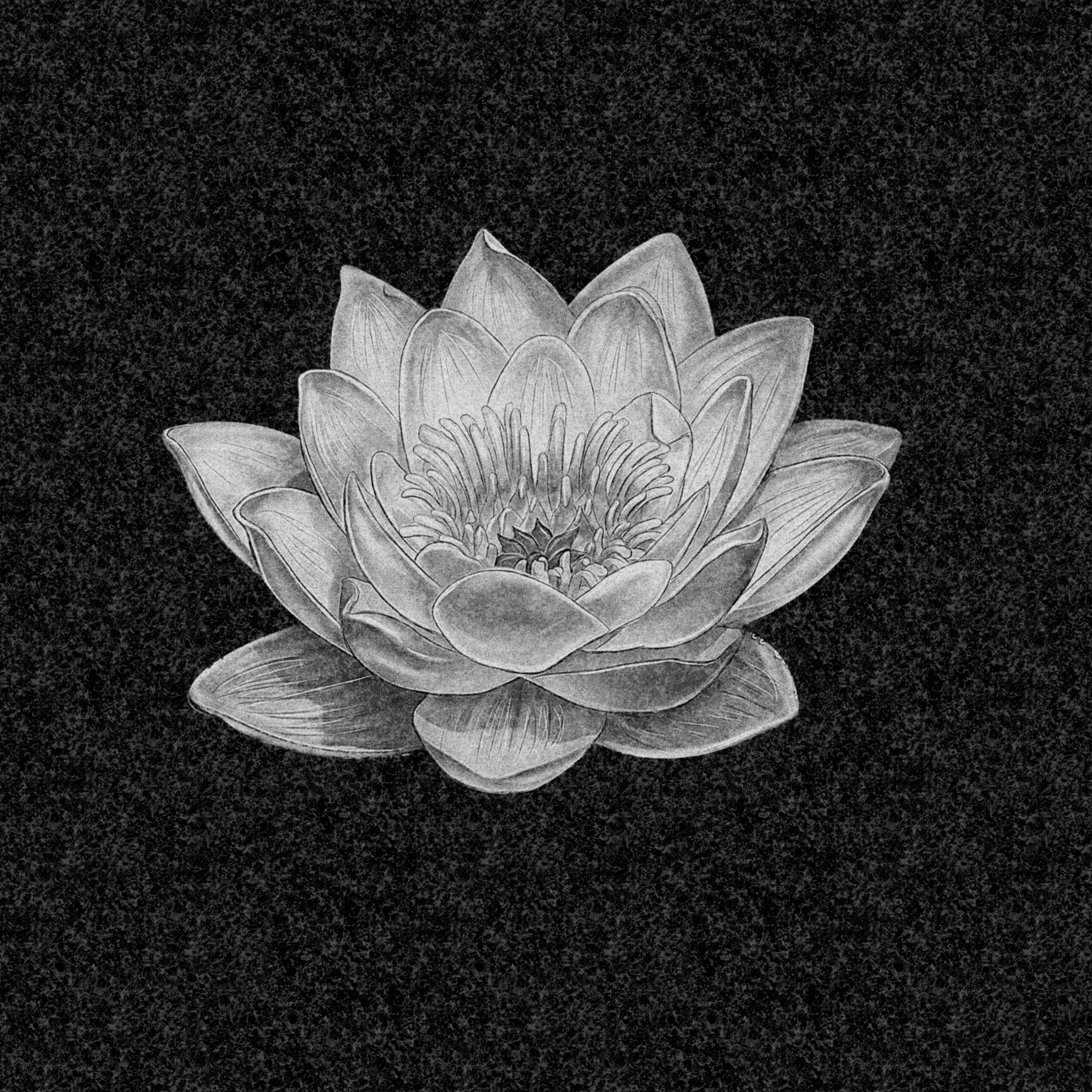 Цветы | Рисунок лотос, ЦВ-037